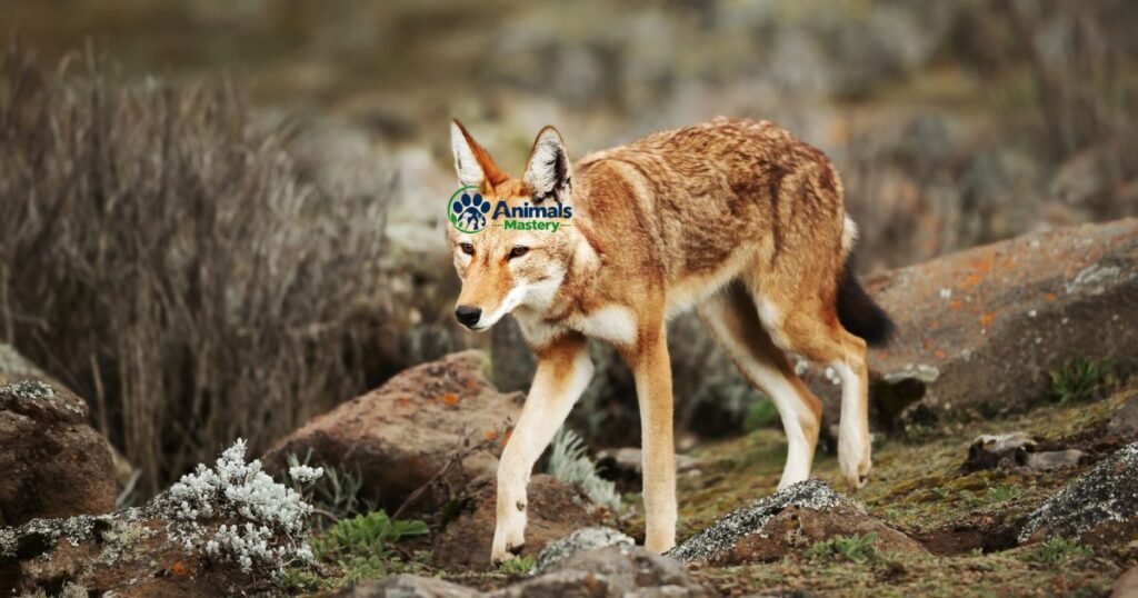 Ethiopian Wolf