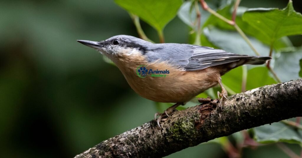 Eurasian Nuthatch