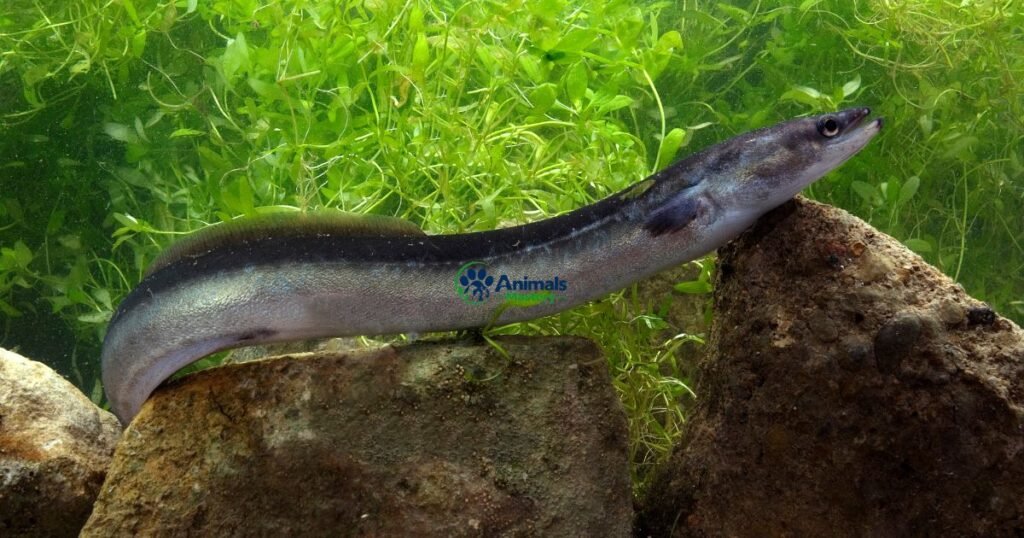 European Eel