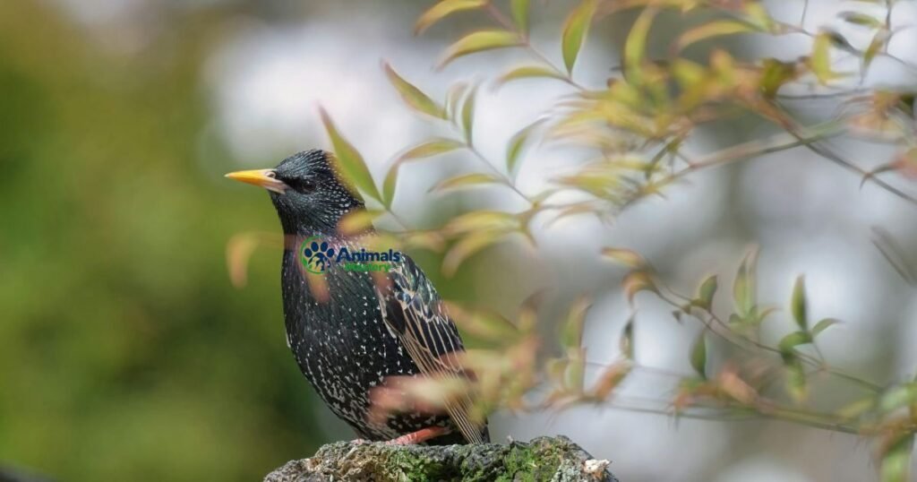 European Starling