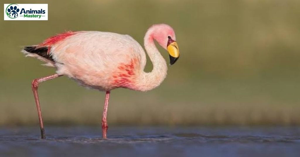 Flamingo