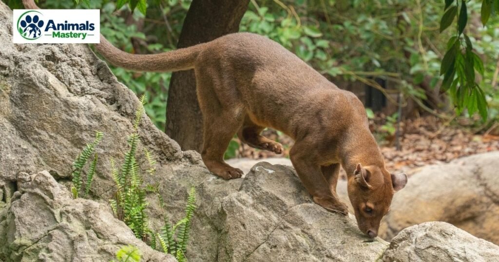 Fossa