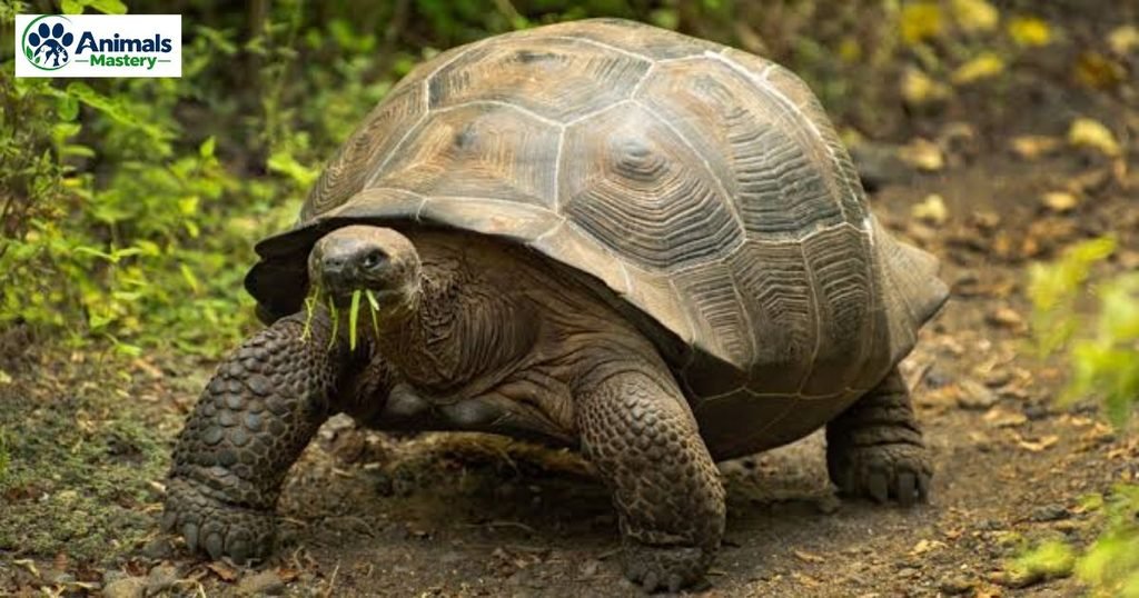 Galapagos tortoise