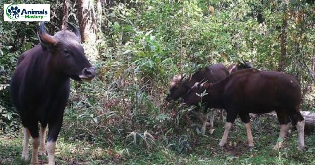 Gaur
