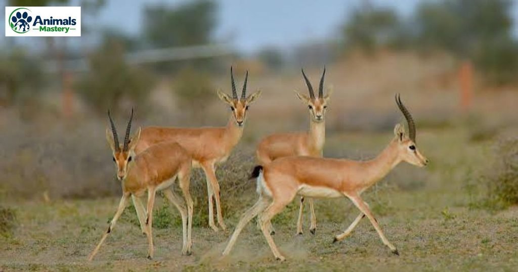 Gazelle