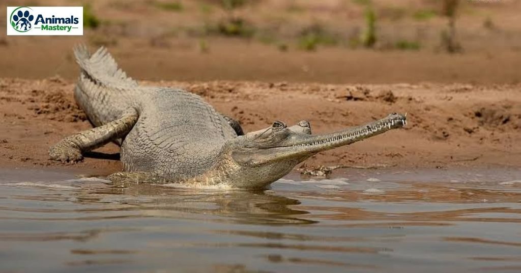 Gharial