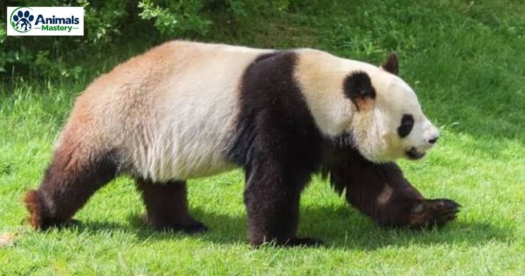 Giant Panda