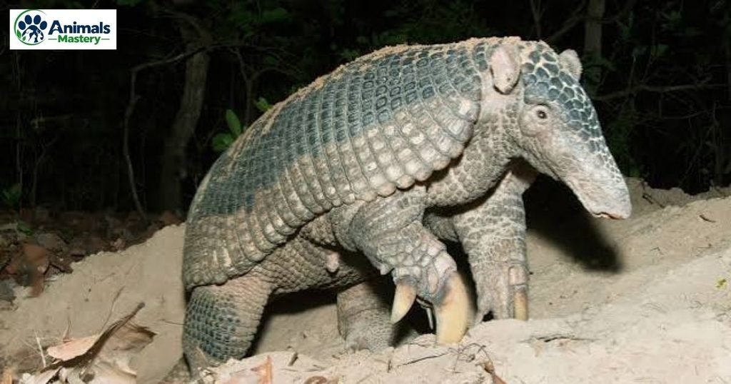 Giant armadillo