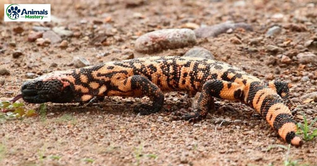 Gila monster