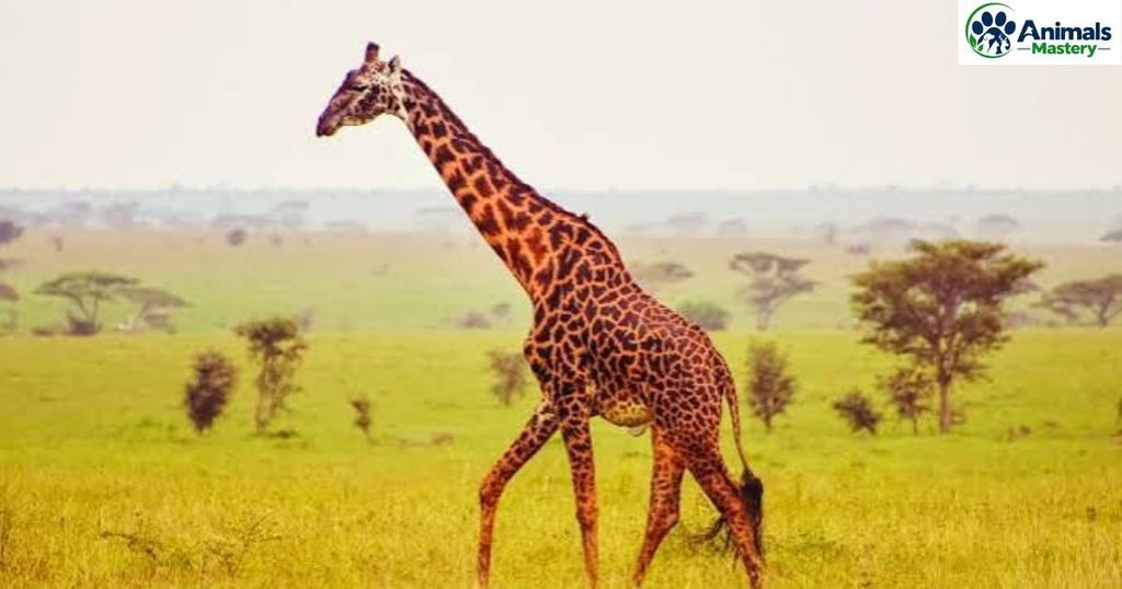 Giraffe