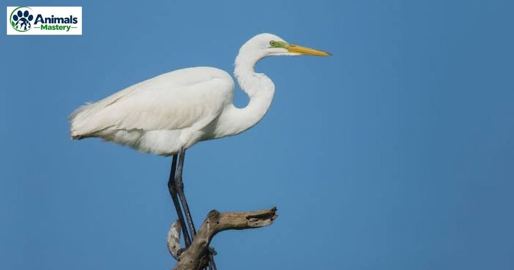 Great Egret