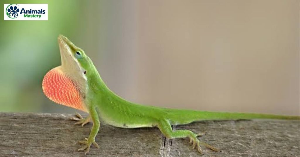 Green anole