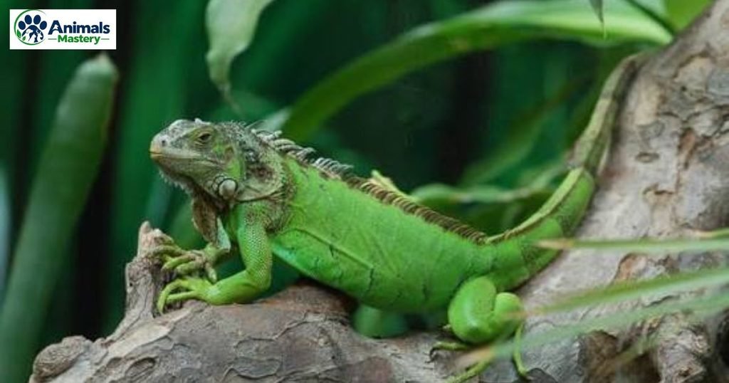 Green iguana