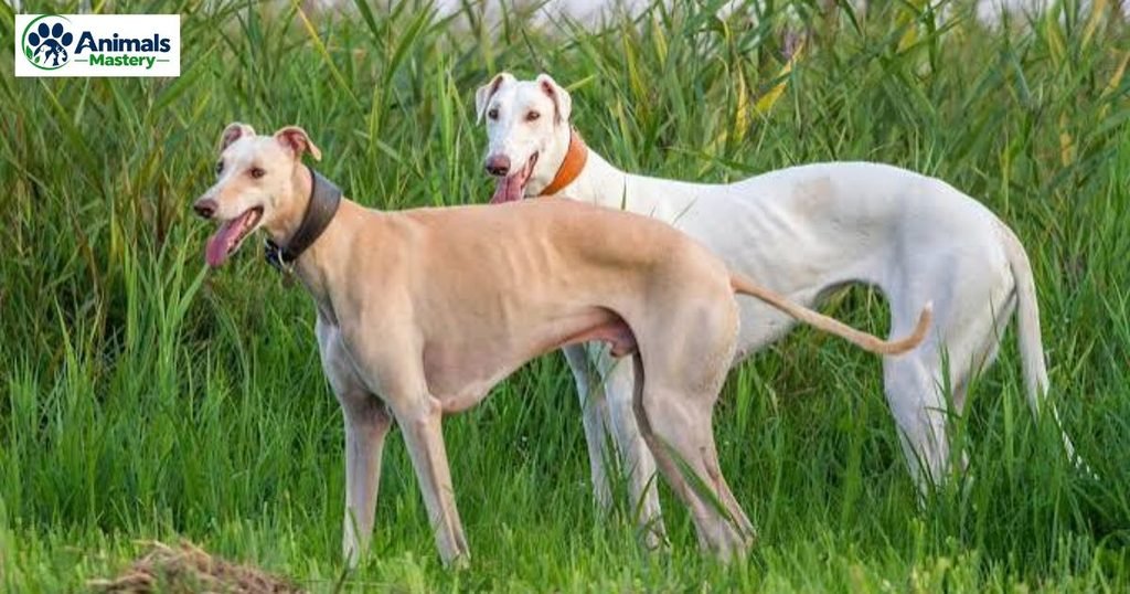 Greyhound