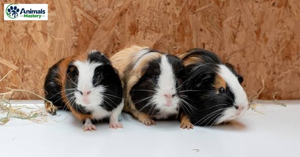 Guinea Pig