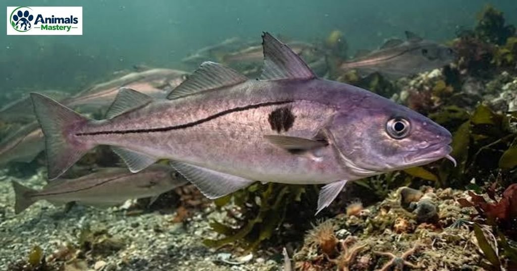 Haddock