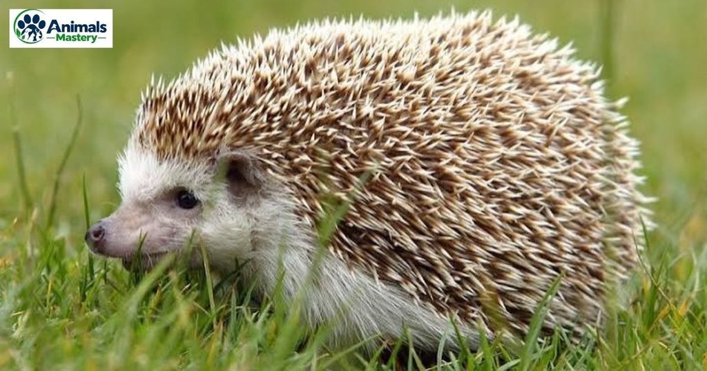 Hedgehog