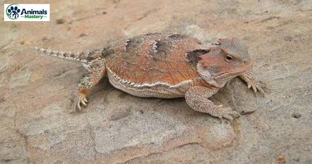 Horned Lizards