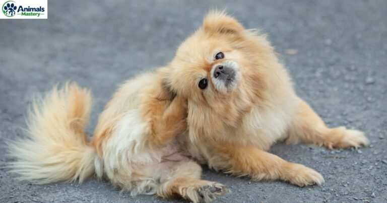 Itchy Skin in Dogs