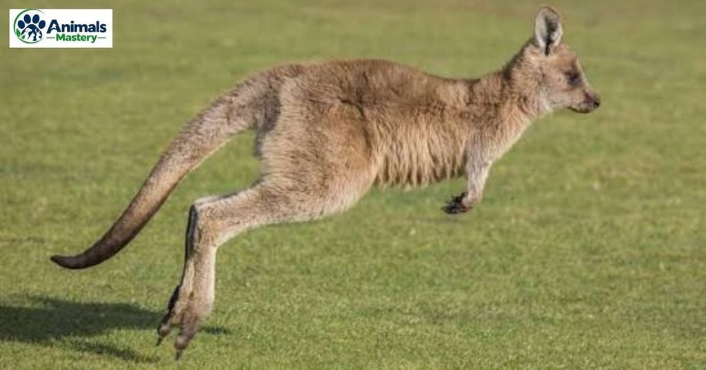 Kangaroo