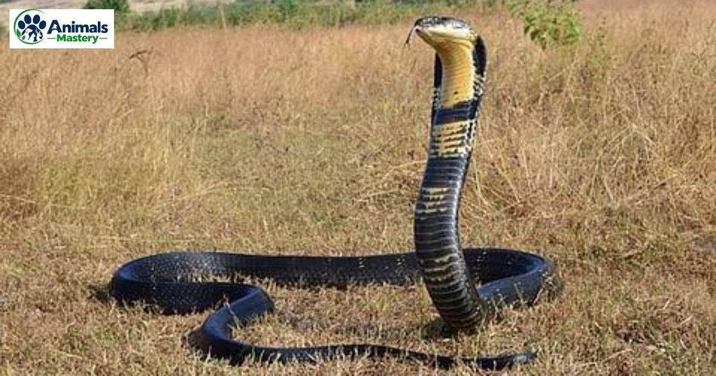 King Cobra
