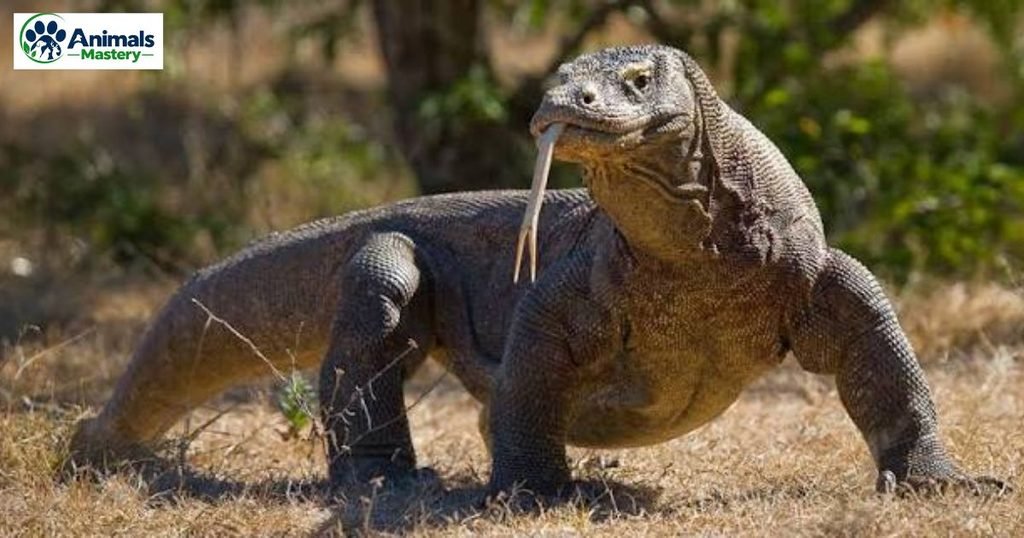 Komodo dragon