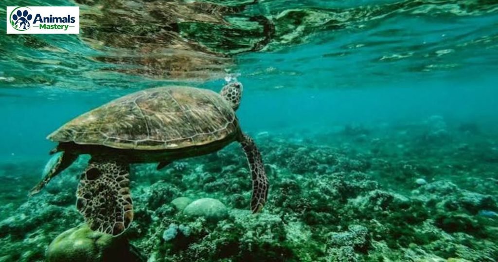Leatherback sea turtle