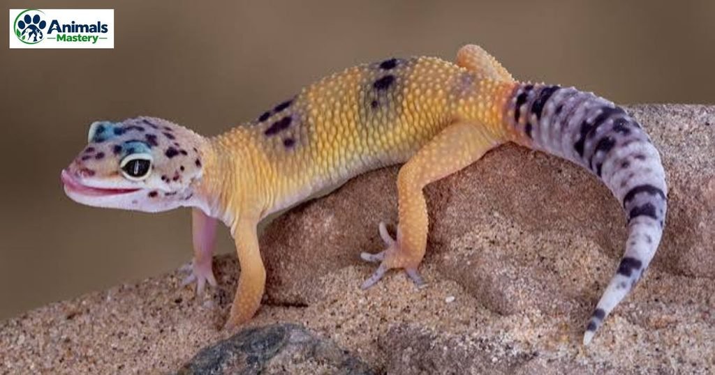 Leopard gecko
