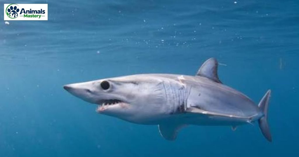 Mako Shark
