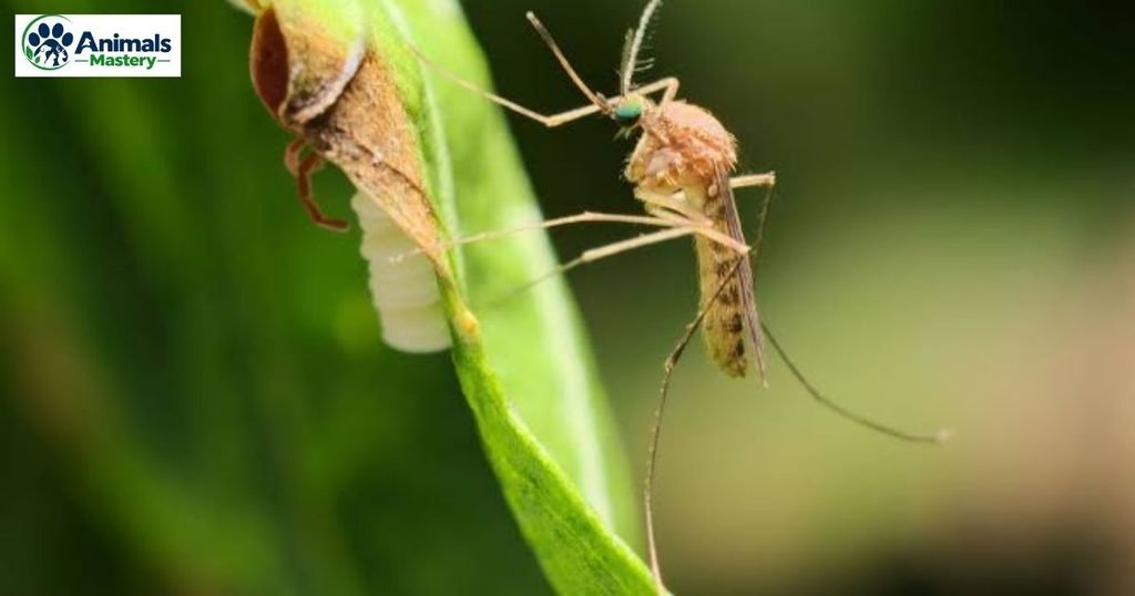 Mosquito