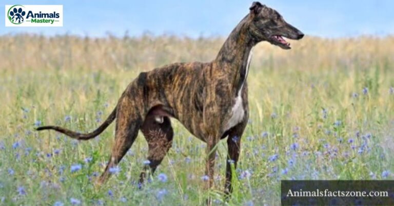 Most Skinny Animals