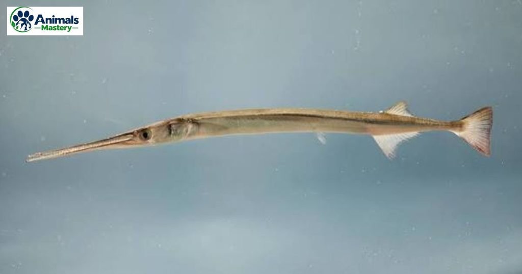 Needlefish