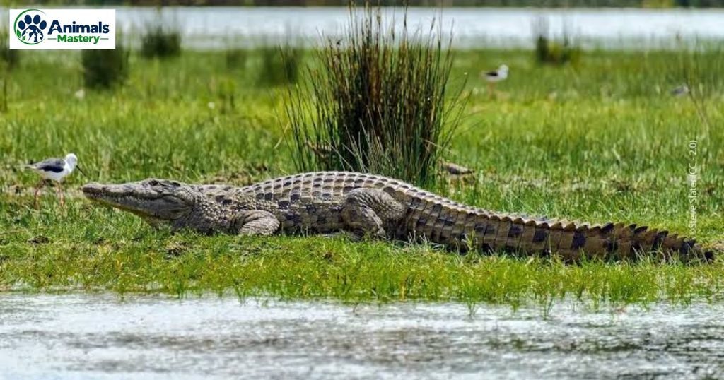 Nile crocodile
