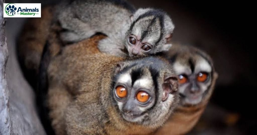 Owl monkey