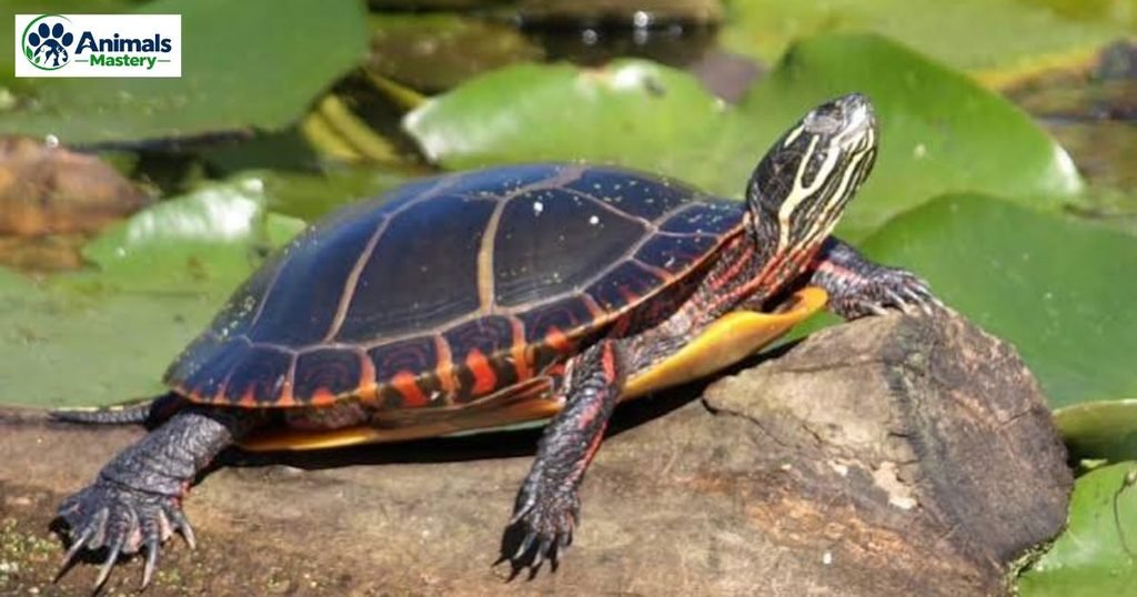 Painted turtle