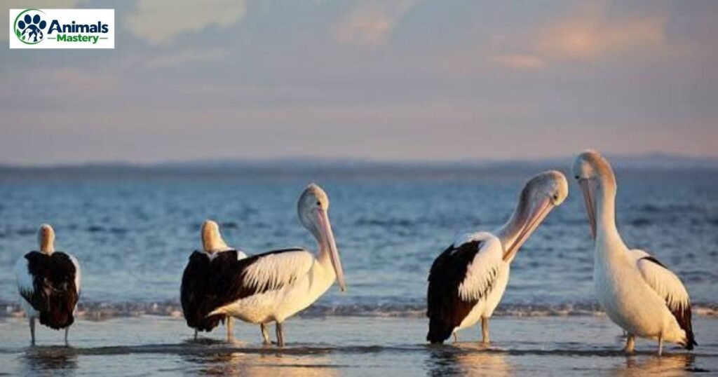 Pelican