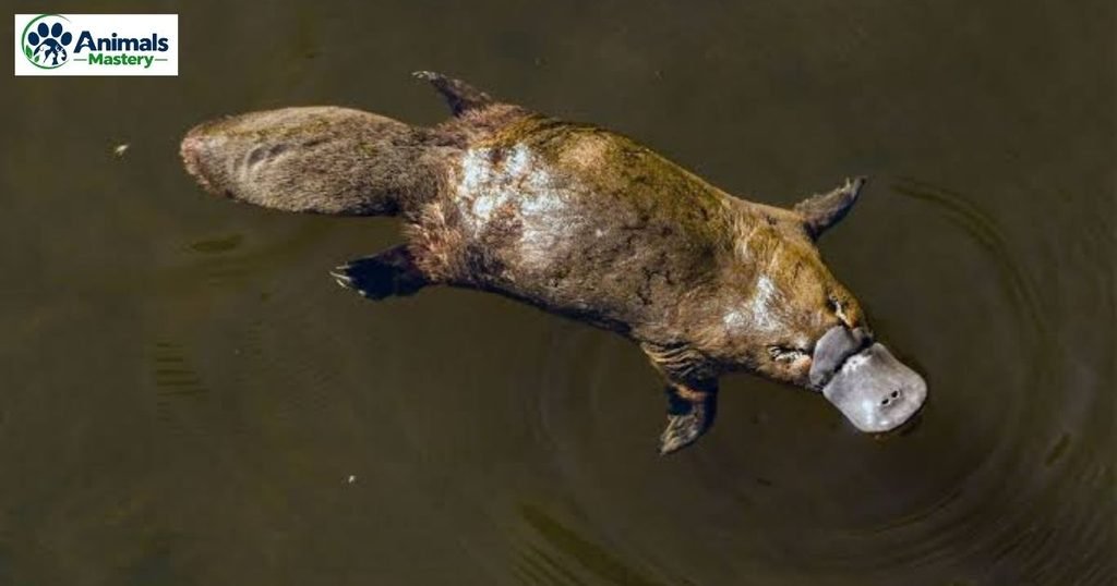 Platypus