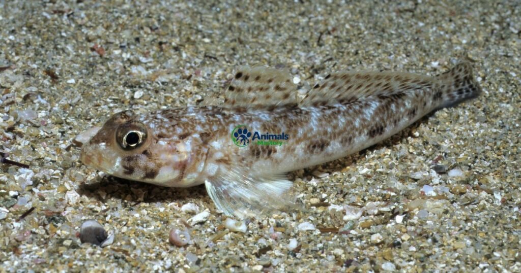 Sand Goby