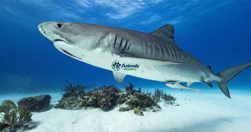Sand Tiger Shark
