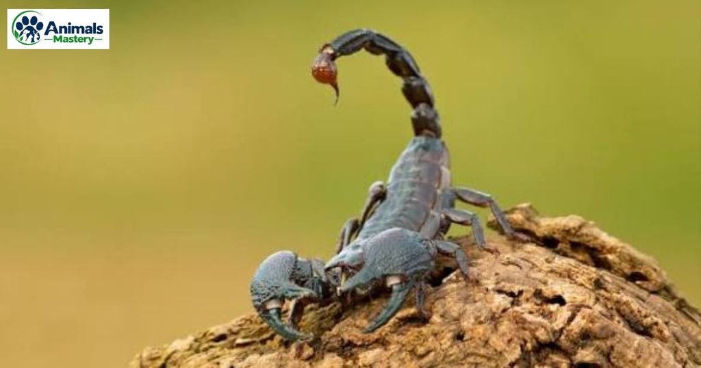 Scorpion