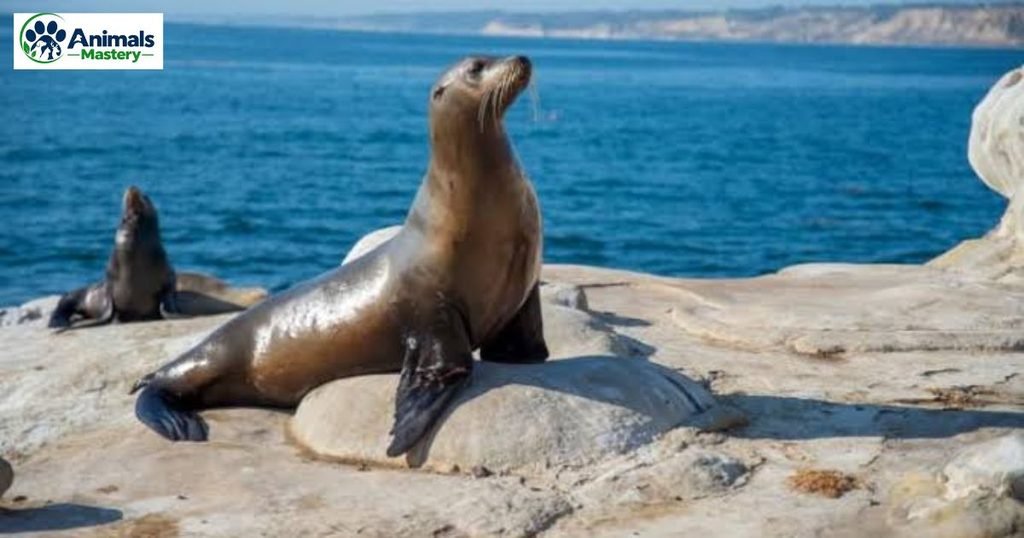 Sea Lion