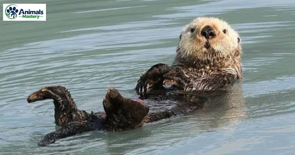 Sea Otter