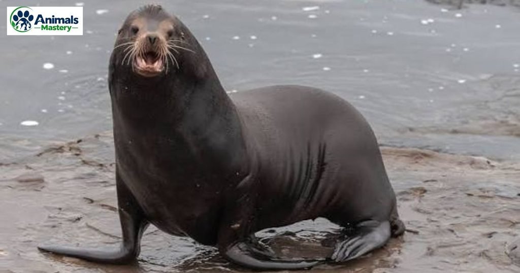 Seal