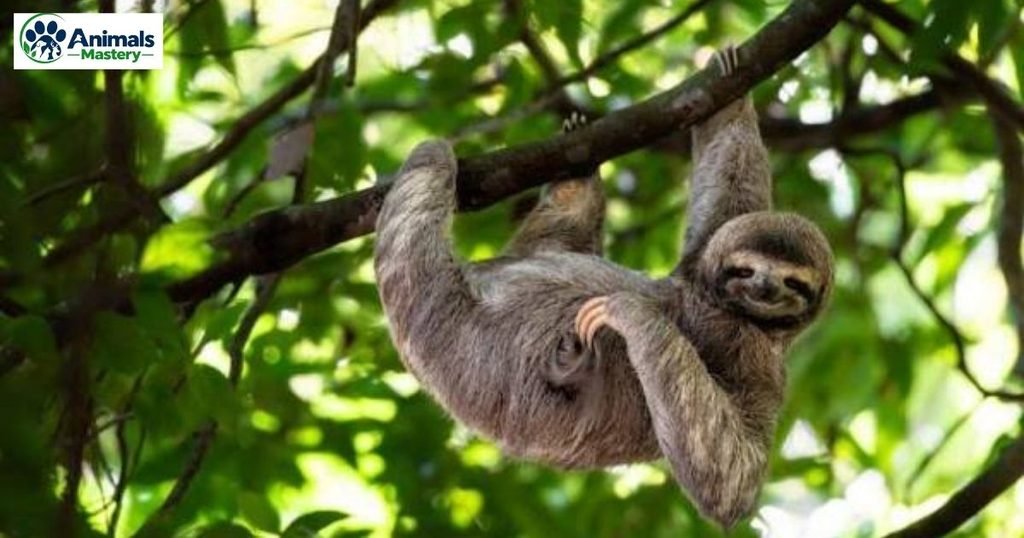 Sloth