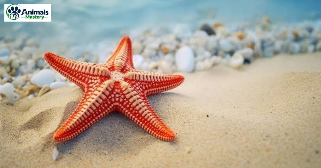 Starfish