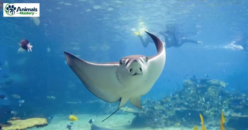 Stingray