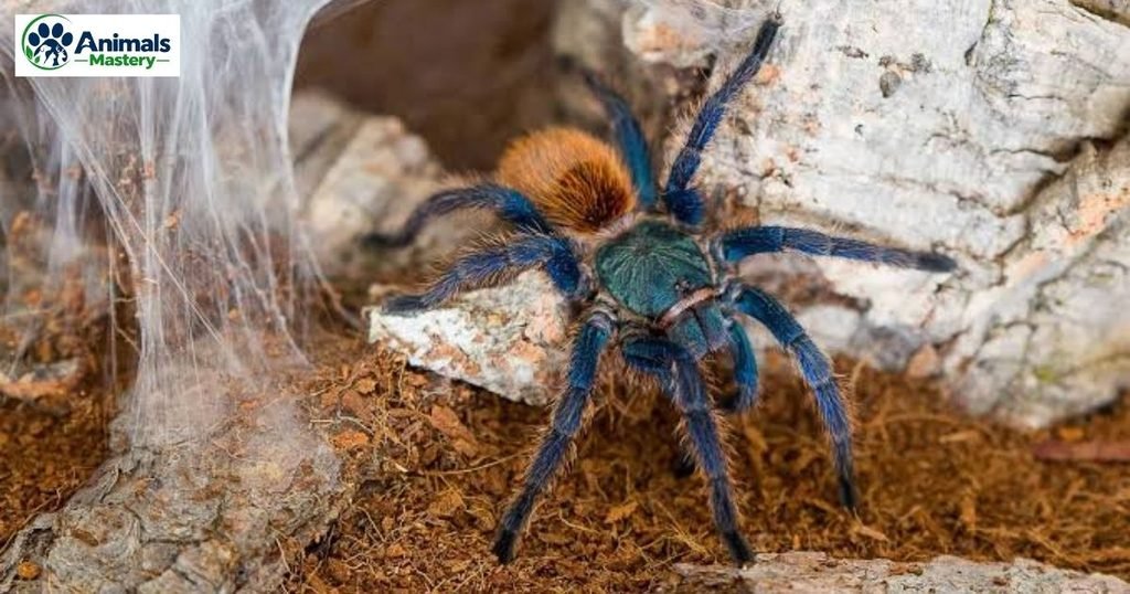 Tarantula