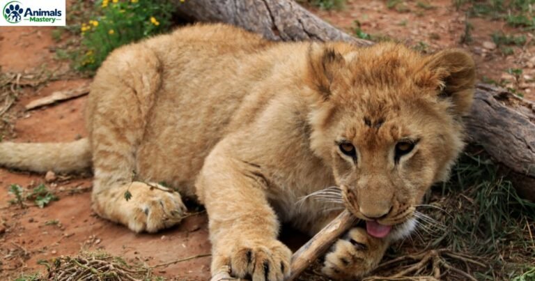 Animals That Eat Their Young