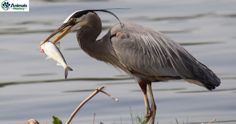 Birds That Eat Fish