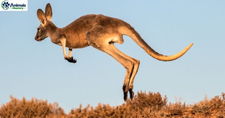 Animals With Long Legs